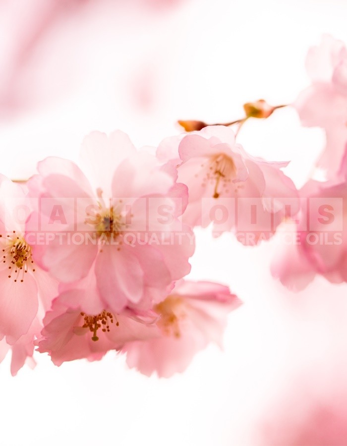 sugared blossom fragrance oil